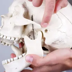 Palec wskazuje staw skroniowo żuchwowy na modelu czaszki, demonstrując jego budowę.