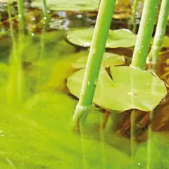 Eau trouble d'un étang, avec des nénuphars et une algue plante verdâtre flottant à la surface.