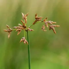Tige verte portant des inflorescences brunes de scirpus lacustris, avec un fond flou de verdure.