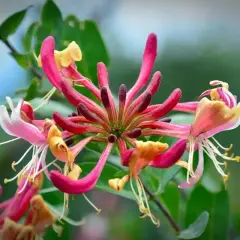 Vackra blommor av kaprifol, redo att planteras. Deras rosa och gula kronblad sträcker sig ut mot en suddig grön bakgrund.