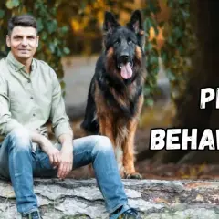 Mężczyzna z dwoma owczarkami niemieckimi siedzi na pniu. Czy to behawiorysta? Pomaga psom zrozumieć świat.