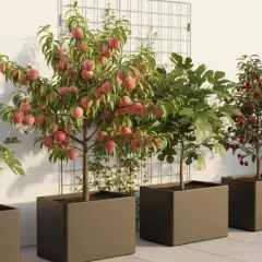 Arbre fruitier en pot, un pommier autofertile liste des variétés idéales pour le balcon, avec des pêches roses, des figues et des cerises rouges.