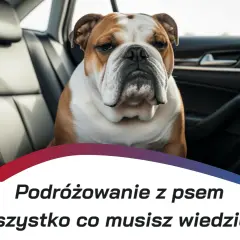 Transporter dla buldoga: klucz do bezpiecznej podróży