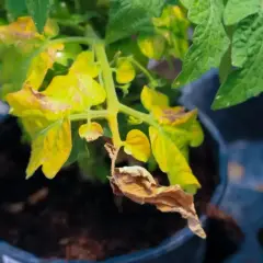 Feuilles jaunes sur une plante de tomates en pot, certaines brunies et sèches. Des tomates vertes sont visibles en arrière-plan.