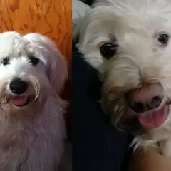 Perro blanco con nariz rosada, mostrando despigmentación en la nariz. Su lengua rosada está fuera.