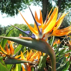 Una planta ave del paraíso despliega sus vibrantes pétalos naranjas y azules, como un pájaro exótico en pleno vuelo, rodeada de exuberante follaje verde.
