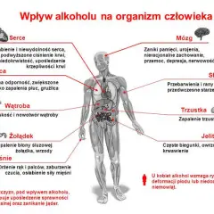 Alkohol po przeszczepie nerki: Czy to bezpieczne? Fakty medyczne