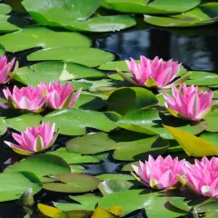 Des nénuphars roses éclatants flottent sur un étang paisible, leurs pétales ouverts comme des invitations. On imagine un poisson se faufilant sous les larges feuilles vertes.