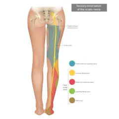 Illustrazione anatomica del nervo sciatico e delle sue innervazioni, utile per comprendere il dolore sciatico.