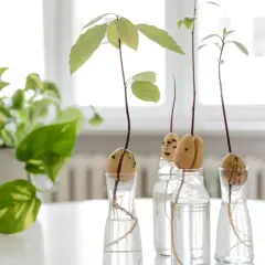 Plusieurs noyaux d'avocat en germination dans des verres d'eau, avec des racines et de jeunes pousses vertes.