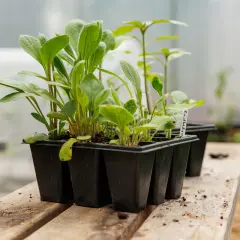 Små plantor i en pluggbox väntar på att planteras ut.