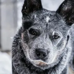 Szary australian cattle dog w śniegu. Zastanawiasz się nad australian cattle dog cena?