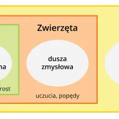 Schemat przedstawia różne rodzaje dusz: roślinną, zmysłową i rozumną. Czy człowiek ma duszę? Tak, rozumną.