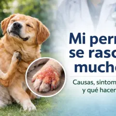 Un perro dorado se rasca la oreja con la pata. Una imagen muestra una pata irritada. "Mi perro se rasca mucho" es el título.