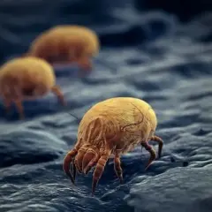 Tres ácaros dorados caminan sobre una superficie oscura y texturizada. ¿Cuánto vive un ácaro? Su ciclo de vida es corto, pero su impacto en el hogar puede ser duradero.