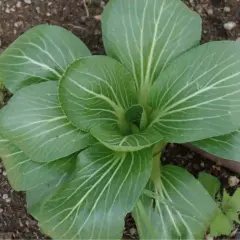 Un giovane pak choi cresce nel terreno, le sue foglie verdi brillano di venature bianche.