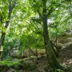Un sentiero nel bosco del Val di Chiana, tra alberi secolari e rocce calcaree illuminate dal sole.