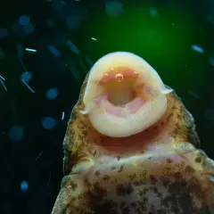 Gros plan sur la bouche d'un poisson nettoyeur, un poisson nettoyeur de bassin extérieur, avec des bulles d'air.