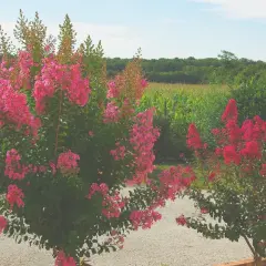 Lagerstroemia w Polsce kwitnie obficie, tworząc barwne kępy na tle zielonego krajobrazu.