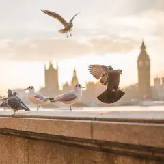 Gołębie i mewy na tle Londynu. Jeden gołąb w locie, jakby uciekał przed strachem na ptaki.