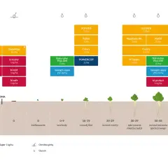 Schemat nawożenia buraków cukrowych w różnych fazach wzrostu, od zimy do pełnego rozwoju korzenia spichrzowego.