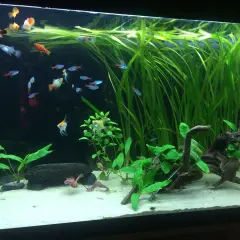 Ett akvarium med molly yngel och andra småfiskar simmar bland frodiga gröna växter och drivved.