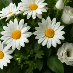 En bukett med vita margeritblommor och vita rosor, omgiven av gröna blad.