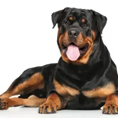 Potężny rottweiler groźny, leżący na białym tle, z językiem na wierzchu.