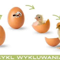 Cykl życia: jajko, pisklę wykluwające się z jajka, a potem mały kurczak z jajka.