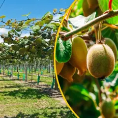 Kiwi: Zaskakujące pochodzenie. Gdzie rośnie i czy można zwiedzać plantacje?