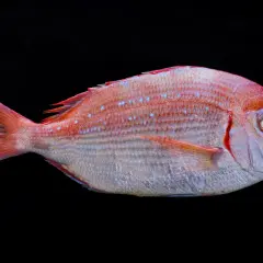 Un besugo blanco o azul, con escamas rosadas y puntos azules, posa sobre fondo negro.