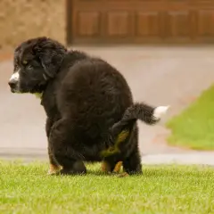 Un cachorro peludo hace caca amarilla en el césped.