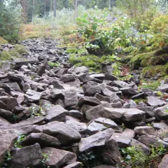 Kamieniste zbocze w rezerwat gołoborze, porośnięte mchem i niską roślinnością. Kamienie tworzą naturalną ścieżkę.