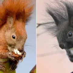 Zwei Eichhörnchen, eines rotbraun, das andere ein dunkles Eichhörnchen, sitzen nebeneinander und fressen.