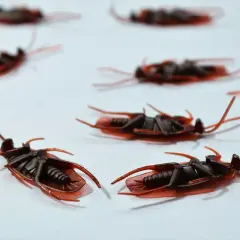 Kilka sztucznych karaluchów leży na białej powierzchni, wyglądając jak prawdziwe, które mogłyby pojawić się w domu.