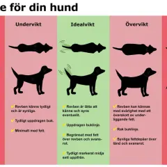 En guide för att bedöma din hunds vikt. Visar silhuetter av hundar från underviktig till kraftigt överviktig, med beskrivningar av kroppens former och fett. En fet hund har svårt att känna revbenen.