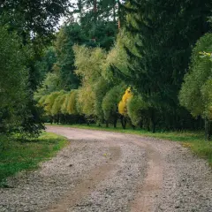 En grusväg slingrar sig genom en lummig skog. Gruset till uppfart ser inbjudande ut, perfekt för en promenad.