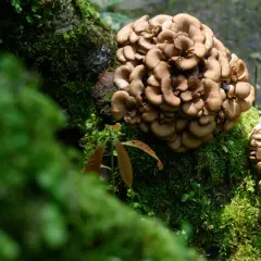 Maitake cresce su un tronco coperto di muschio. Le sue proprietà benefiche sono note da tempo.