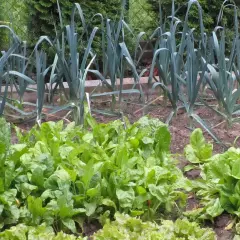 Un orto rigoglioso con lattuga e bietole in primo piano, e porri sullo sfondo. Ottima idea per capire cosa piantare dopo le patate.