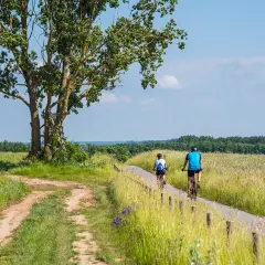 Dwie osoby na rowerach przemierzają malownicze trasy rowerowe zachodniopomorskie, mijając pola i okazałe drzewo.