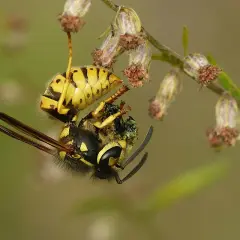 Osa polująca na owada. Czy osy są pożyteczne? Tak, pomagają kontrolować populację szkodników.