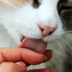 A cat's rough tongue licks a finger, a tender gesture that makes you wonder, why does my cat lick my face? It's a sign of affection and grooming.
