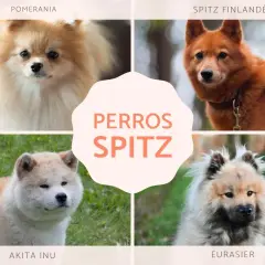 Cuatro perros de tipo spitz alemán: Pomerania, Spitz Finlandés, Akita Inu y Eurasier.