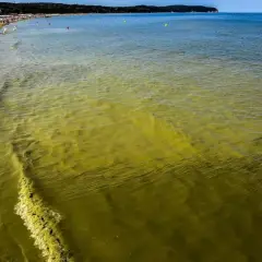 Żółta, mętnawa woda na Bałtyku, świadcząca o zakwicie sinic, dociera do piaszczystej plaży z tłumem plażowiczów.