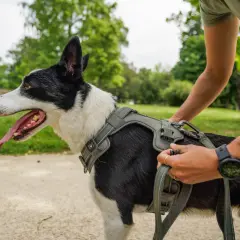 Un chien noir et blanc porte un harnais, prêt pour une promenade. La personne ajuste la laisse, s'assurant que le **taille harnais chien** est parfaite.