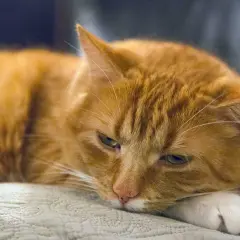 Gato naranja con aspecto cansado, quizás sufriendo de gastritis en gatos.