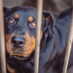 Smutny rottweiler za kratami. Czy można zabić psa w obronie własnej? Jego oczy pytają.
