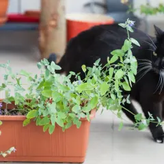 Un chat noir et blanc renifle avec curiosité une plante d'herbe à chat en pot.