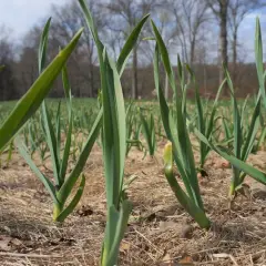 Ile można zarobić z 1 ha czosnku? Zaskakujące wyliczenia
