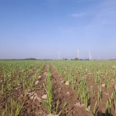 Młode zielone pędy na polu, w tle wiatraki i błękitne niebo. Piękna jesień.